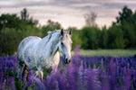 Horse Supplements Herbal Blend Range