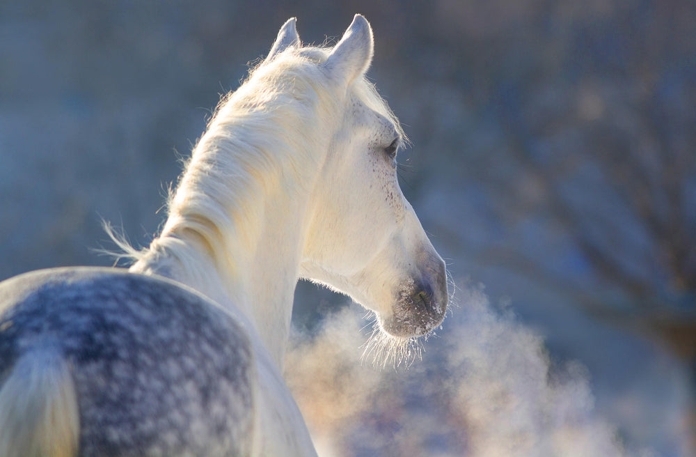 White speckled horse | Horse Breathing Herbs