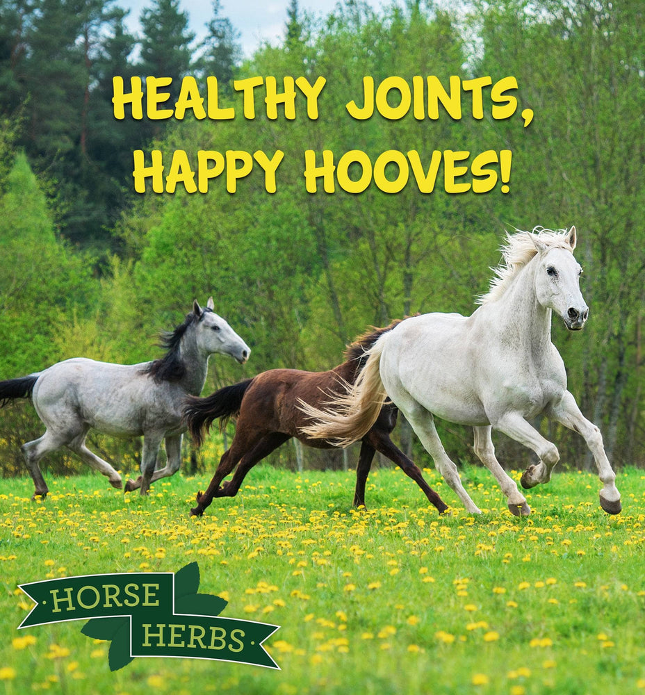 
                  
                    Horse Herbs Biotin Boost
                  
                