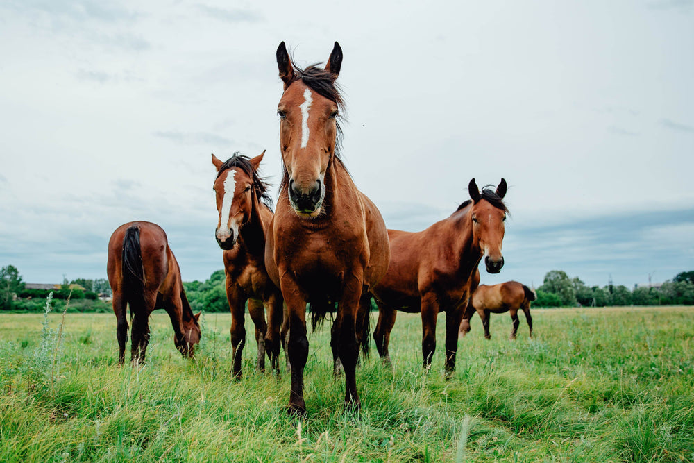 Equine Herbal Supplements for Horses
