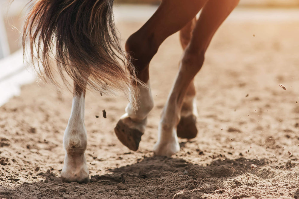 Horse galloping | Horse Mobility Herbs