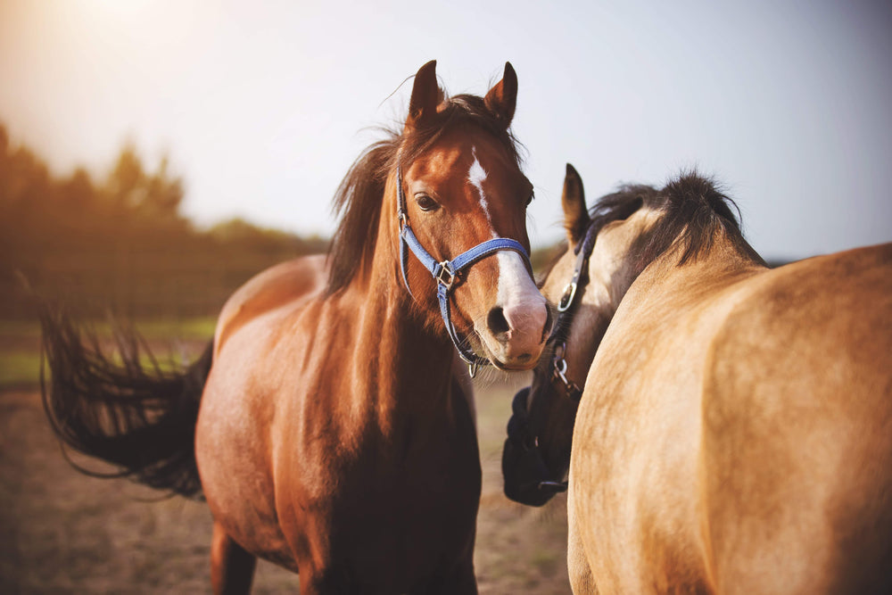 Horse and Equine Supplements for Behaviour