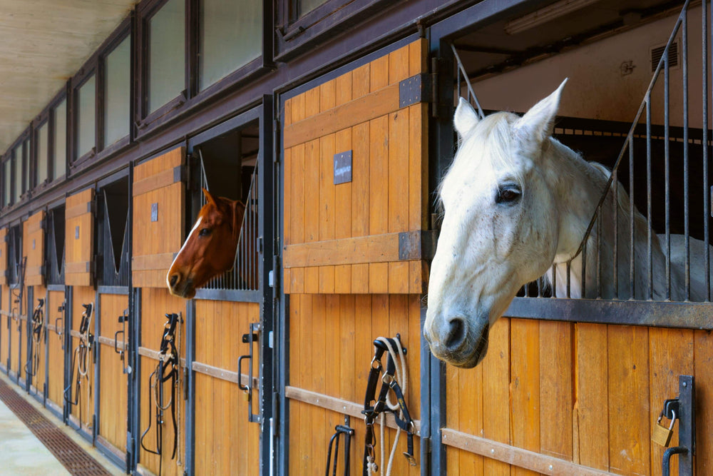 White and brown horses in stables | Accessories