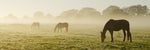 Three horses in a field | Horse Herb Bucket Range