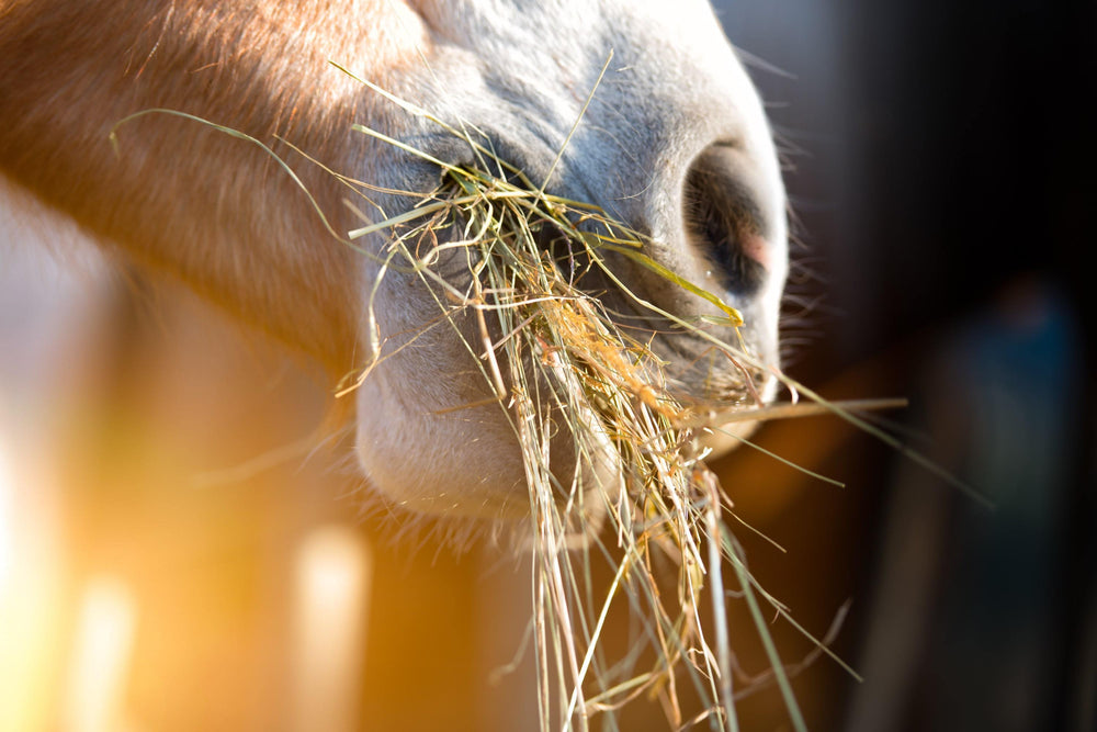 How to Manage Horse Digestion & Weight Control