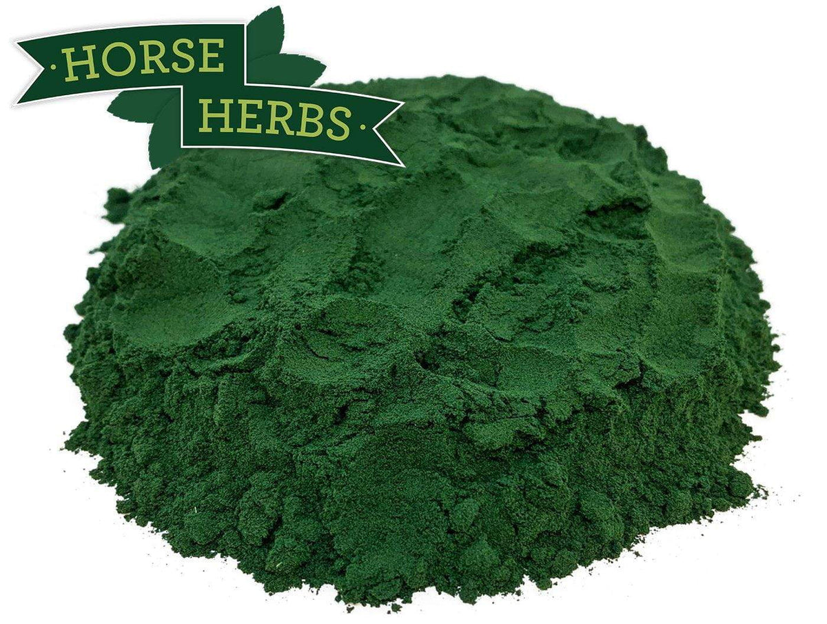 Spirulina Superfood Powder Supplement for Horses Horse Herbs